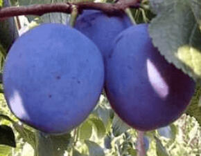 Pološvestka - pozdní 'Kamir' - Prunus domestica 'Kamir'