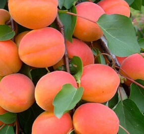 Meruňka středně raná 'Bhrat' - Prunus armeniaca 'Bhart'