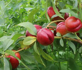 Nektarinka 'Crimson Gold' - Prunus persica 'Crimson Gold'