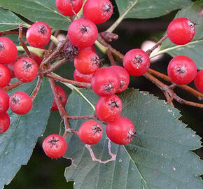 Jeřáb Mougeotův - Sorbus mougeotii