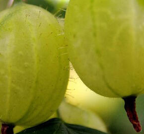 Angrešt žlutý 'Dukát' - Grossularia uva-crispa 'Dukát'