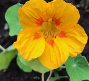 Lichořeřišnice 'Ladybird' - Tropaeolum majus 'Ladybird'