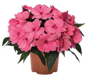 Netýkavka 'Magnum Clear Pink' - Impatiens Neu-Guinea 'Magnum Clear Pink'