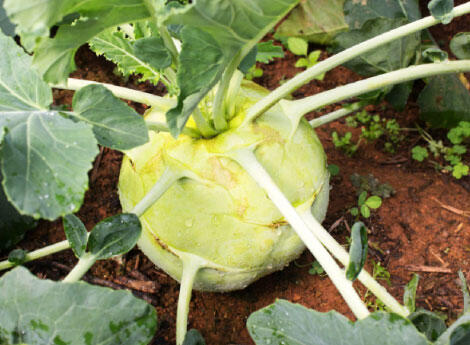 Kedluben bílý 'Gigant' - Brassica oleracea v.gongylodes 'Gigant'