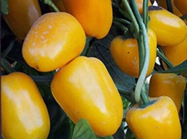 Paprika balkonová 'Yala Gold' - Capsicum annuum 'Yala Gold'