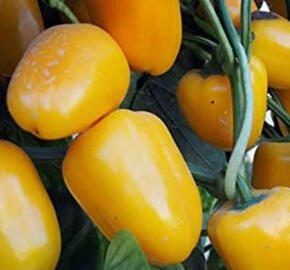 Paprika balkonová 'Yala Gold' - Capsicum annuum 'Yala Gold'