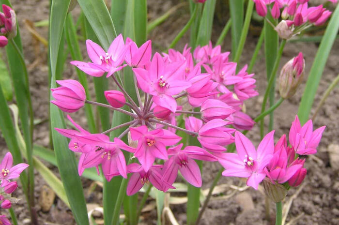 Česnek vysokohorský - Allium oreophilum