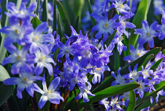 Ladonička bleděmodrá 'Blue Giant' - Chionodoxa forbesii 'Blue Giant'