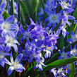 Ladonička bleděmodrá 'Blue Giant' - Chionodoxa forbesii 'Blue Giant'