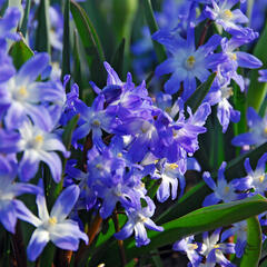 Ladonička bleděmodrá 'Blue Giant' - Chionodoxa forbesii 'Blue Giant'