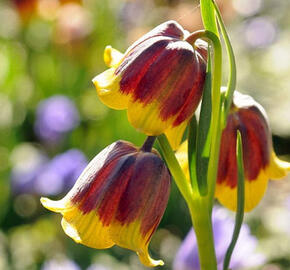 Řebčík Michajlovského - Fritillaria michailovskyi