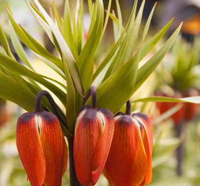 Řebčík královský 'Aurora' - Fritillaria imperialis 'Aurora'