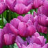 tulipan-purple-prince.jpg