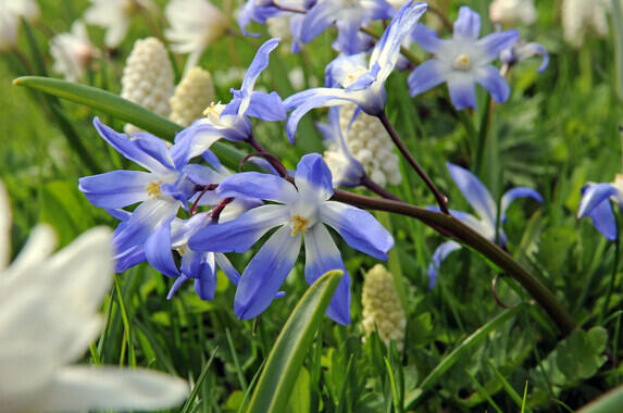 Ladonička bleděmodrá - Chionodoxa forbesii