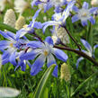 Ladonička bleděmodrá - Chionodoxa forbesii