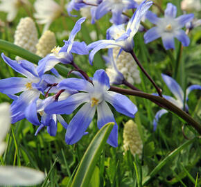 Ladonička bleděmodrá - Chionodoxa forbesii