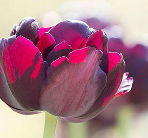 Tulipán plnokvětý pozdní 'Black Hero' - Tulipa Double Late 'Black Hero'