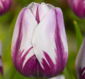 Tulipán Triumph 'Rems Favourite' - Tulipa Triumph 'Rems Favourite'