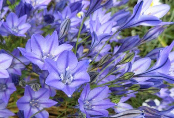 Triteleia laxa 'Queen Fabiola' - Triteleia laxa 'Queen Fabiola'