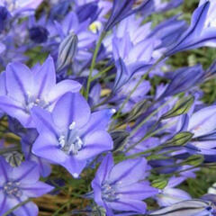 Triteleia laxa 'Queen Fabiola' - Triteleia laxa 'Queen Fabiola'