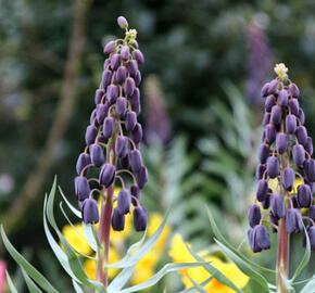 Řebčík 'Twin Towers Tribute' - Fritillaria 'Twin Towers Tribute'