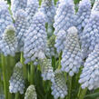 Modřenec 'Baby's Breath' - Muscari 'Baby's Breath'