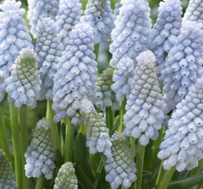 Modřenec 'Baby's Breath' - Muscari 'Baby's Breath'