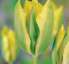 Tulipán Viridiflora 'Formosa' - Tulipa Viridiflora 'Formosa'