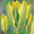 tulipan-viridiflora-formosa.jpg