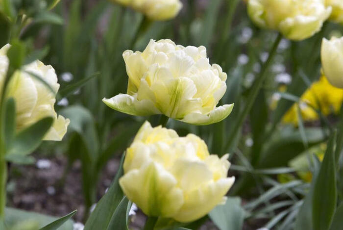 Tulipán plnokvětý raný 'Verona' - Tulipa Double Early 'Verona'