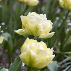 Tulipán plnokvětý raný 'Verona' - Tulipa Double Early 'Verona'