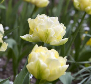 Tulipán plnokvětý raný 'Verona' - Tulipa Double Early 'Verona'