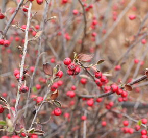 Skalník Dielsův - Cotoneaster dielsianus