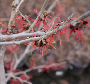 Vilín prostřední 'Diane' - Hamamelis intermedia 'Diane'