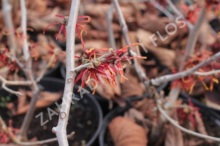 Vilín prostřední 'Feuerzauber' - Hamamelis intermedia 'Feuerzauber'