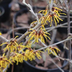 Vilín prostřední 'Orange Beauty' - Hamamelis intermedia 'Orange Beauty'