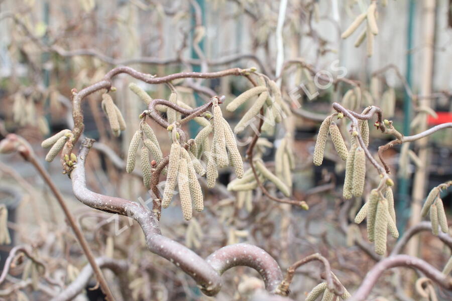 Líska obecná 'Red Majestic' - Corylus avellana 'Red Majestic'