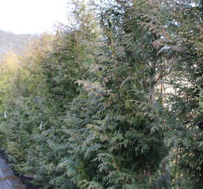 Zerav, túje řasnatá 'Gelderland' - Thuja plicata 'Gelderland'