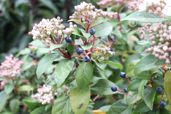 Kalina vavřínová 'Eve Price' - Viburnum tinus 'Eve Price'