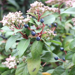 Kalina vavřínová 'Eve Price' - Viburnum tinus 'Eve Price'