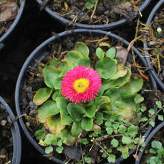 Sedmikráska chudobka 'Speedstar Plus Rose' - Bellis perennis 'Speedstar Plus Rose'