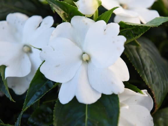 Netýkavka 'Magnum Pure White' - Impatiens Neu Guinea 'Magnum Pure White'