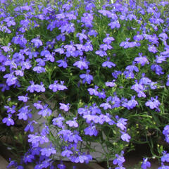 Lobelka převislá 'Sun Tropics Compact Blue' - Lobelia richardii 'Sun Tropics Compact Blue'