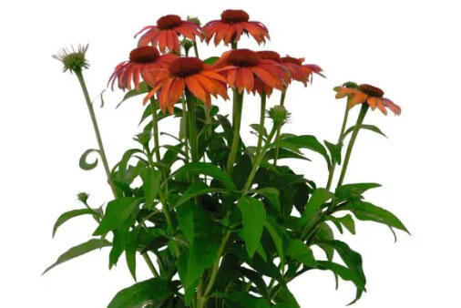 Třapatkovka nachová 'PollyNation Orange Red' - Echinacea purpurea 'PollyNation Orange Red'