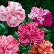 Hvozdík čínský 'Ikat Mix' - Dianthus chinensis 'Ikat Mix'