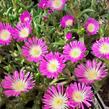 Kosmatec 'Suntropics Hot Pink' - Delosperma cultivars 'Suntropics Hot Pink'