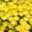 Kosmatec 'Suntropics Yellow' - Delosperma cultivars 'Suntropics Yellow'