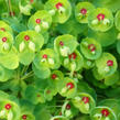 Pryšec 'Kolibri' - Euphorbia x martinii 'Kolibri'