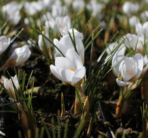 Krokus, šafrán zlatý 'Ard Schenk' - Crocus chrysanthus 'Ard Schenk'