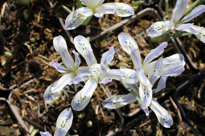 Kosatec síťkovaný 'Painted Lady' - Iris reticulata 'Painted Lady'